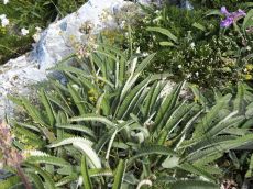 Betonica-abchasica_растение